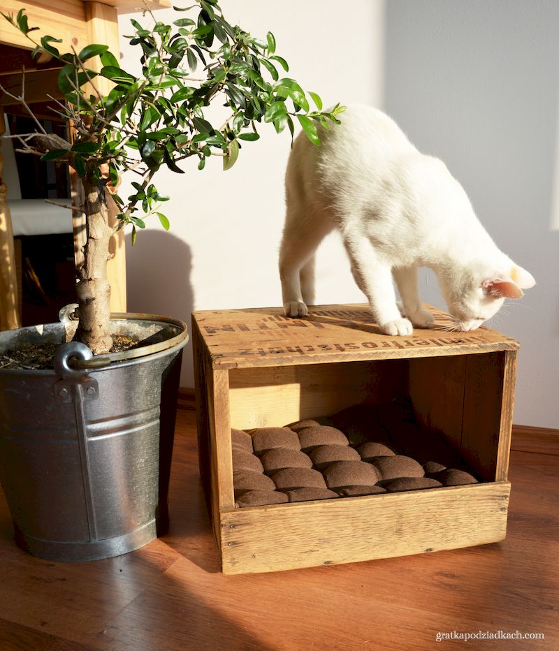 legowisko dla pupila z drewnianej skrzyni